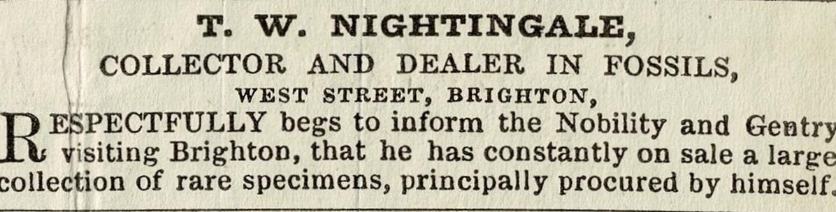 Mulready letter sheet with advertisement of fossil dealer T. W. Nightingale