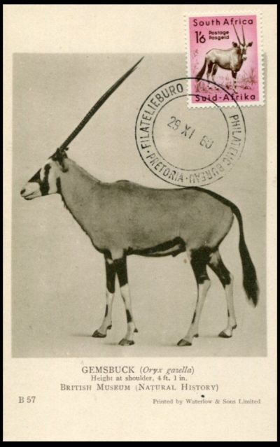 Arabian oryx (Oryx leucoryx) on Maxi Card of Sourh Africa 1960
