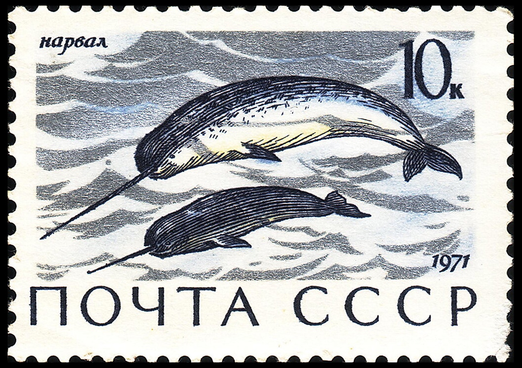 Adult and young narwhal on stamp of USSR 1971 Adult and young narwhal on stamp of USSR 1971