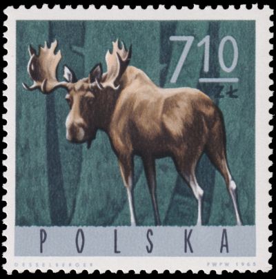 Moose on stamp of Poland 1965 Moose on stamp of Poland 1965