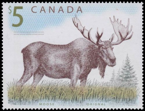 Moose on stamp of Canada 2003 Moose on stamp of Canada 2003
