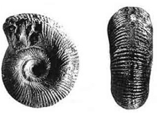 Ammonite Berbericeras sekikensis from Algeria