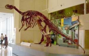 Muttaburrasaurus skeleton in the Queensland Museum