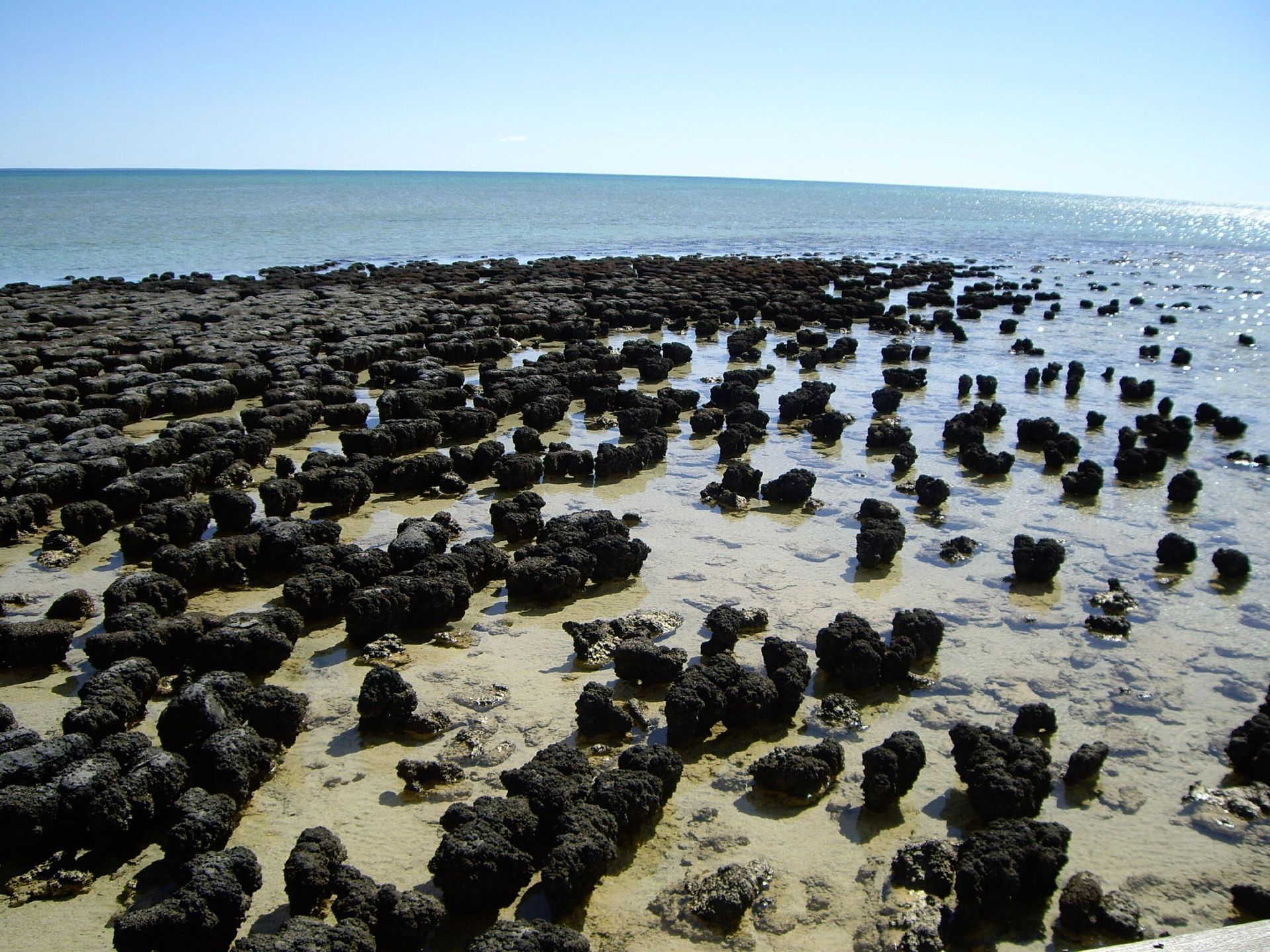 Stromatolite in Shark Bay