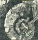 Ammonite Clambites hypselus on stamp of Czechoslovakia 1969