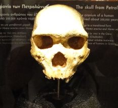 The skull of Petralona. Archaeological Museum of Thessaloniki