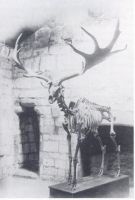 Great Deer in Castle Rushen