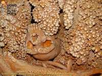 Skull of Altamura man in Altamura cave