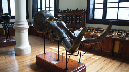 Skull of prehistoric elefant from collection of Geology Museum in Mexico city