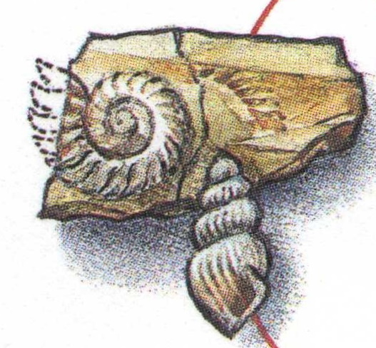 Helicoprion jaw on cachet of postal stationery of Russia 1997