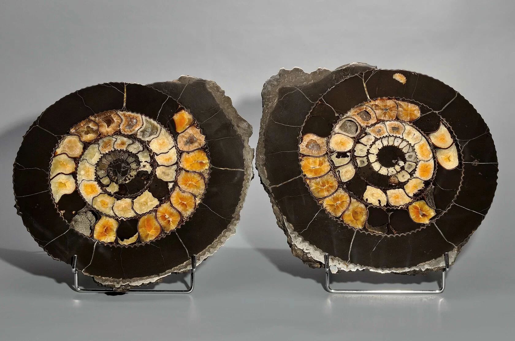 Simbircite in Ammonite shell