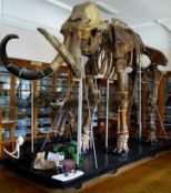 Mammoth skeleton from colelction of Odessky paleontological museum