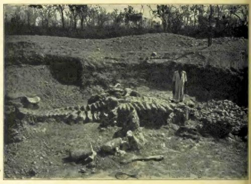 A photo from the excavation at Tendaguri