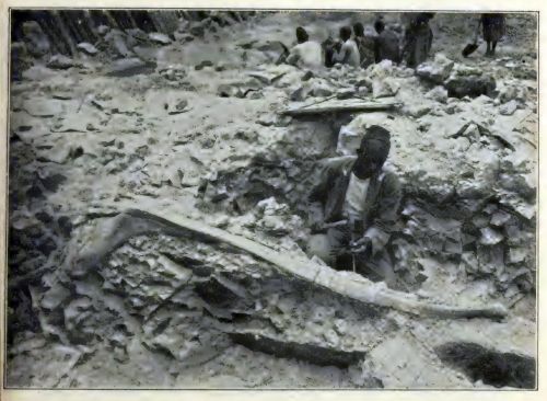 A photo from the excavation at Tendaguri