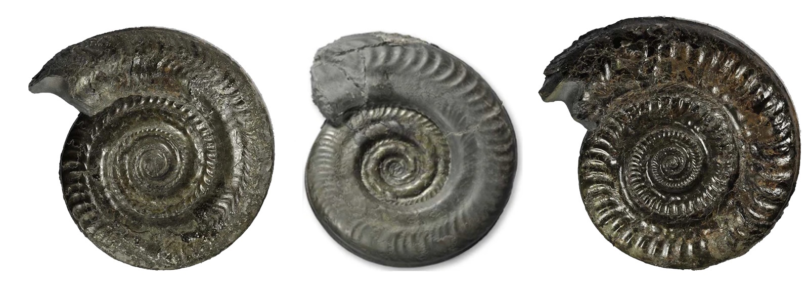 Whitby's Ammonites