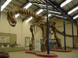 Bonatitan reigi dinosaur of The Bernardino Rivadavia Natural Sciences Museum collection