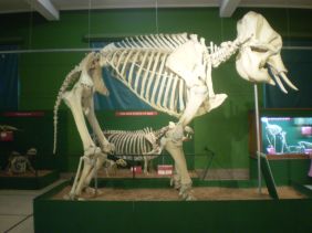 skelleton of elephant in Bernardino Rivadavia Natural Sciences Museum
