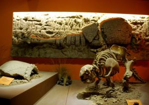 fossil of Glyptodon in Bernardino Rivadavia Natural Sciences Museum