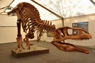 fossil of dinosaur from Bernardino Rivadavia Natural Sciences Museum
