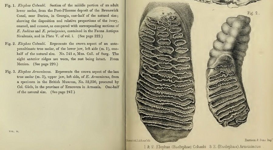 Molar of Elephas Armeniacus described by Hugh Falconer in 1868