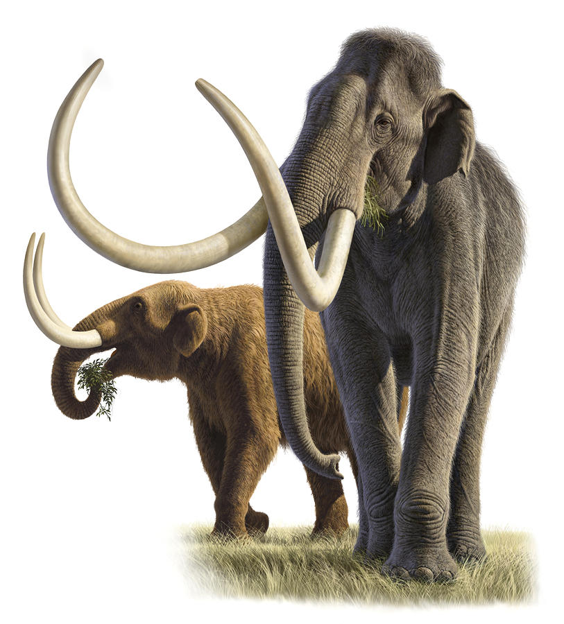 Mammuthus Trogontherii on illustration  of Raul Martin 2008
