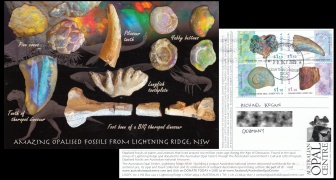 Opalised fossils from collection of Australian Opal Centre from Lightning Ridge