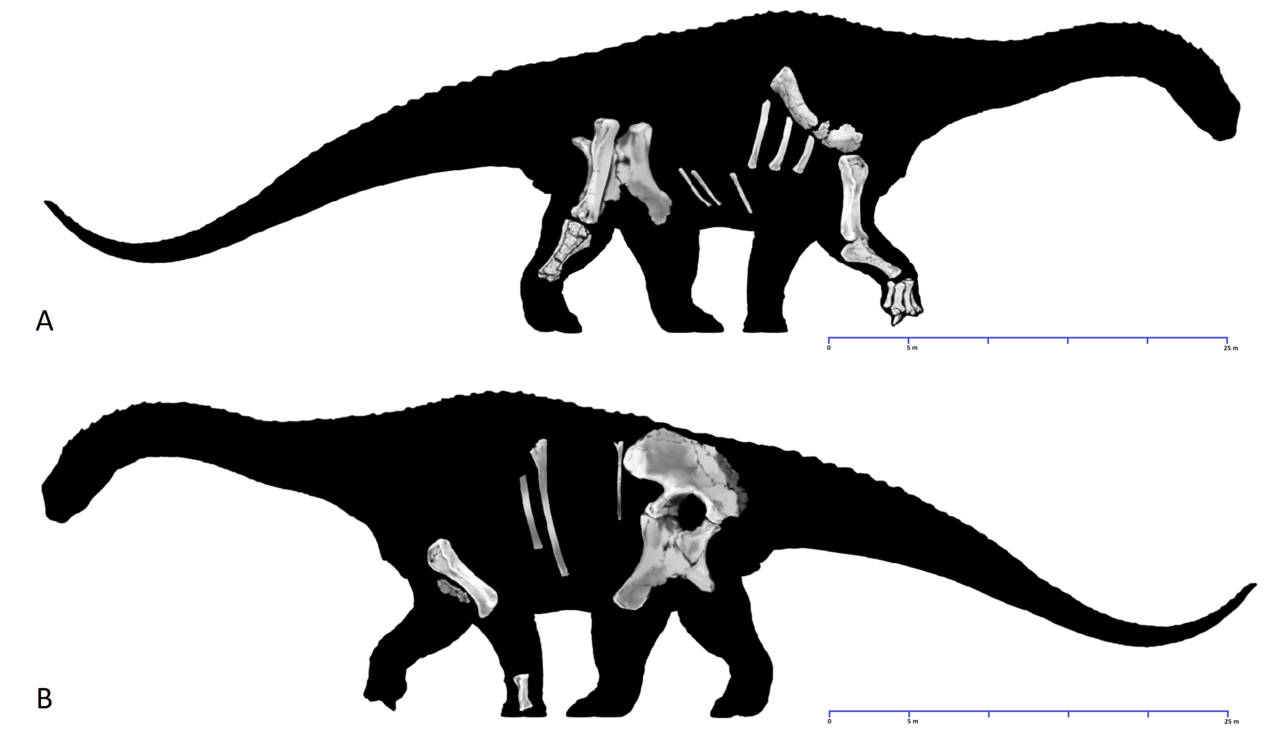 Diamantinasaurus holotype skeleton