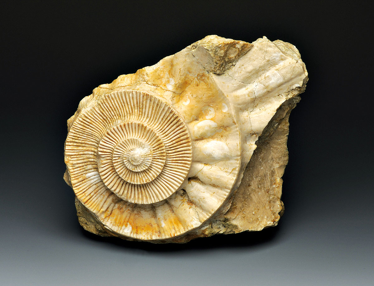 Fossil of Ernstbrunnia fasciculata Ammonite