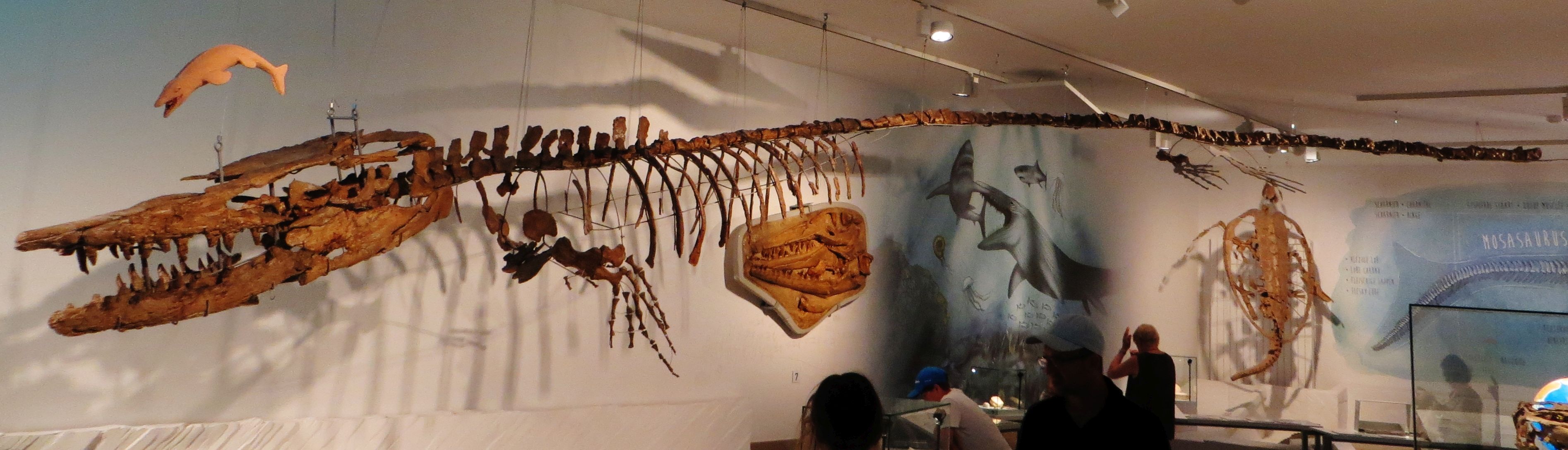Fossils of Hainosaurus on display of the Royal Belgian Institute of Natural Sciences today