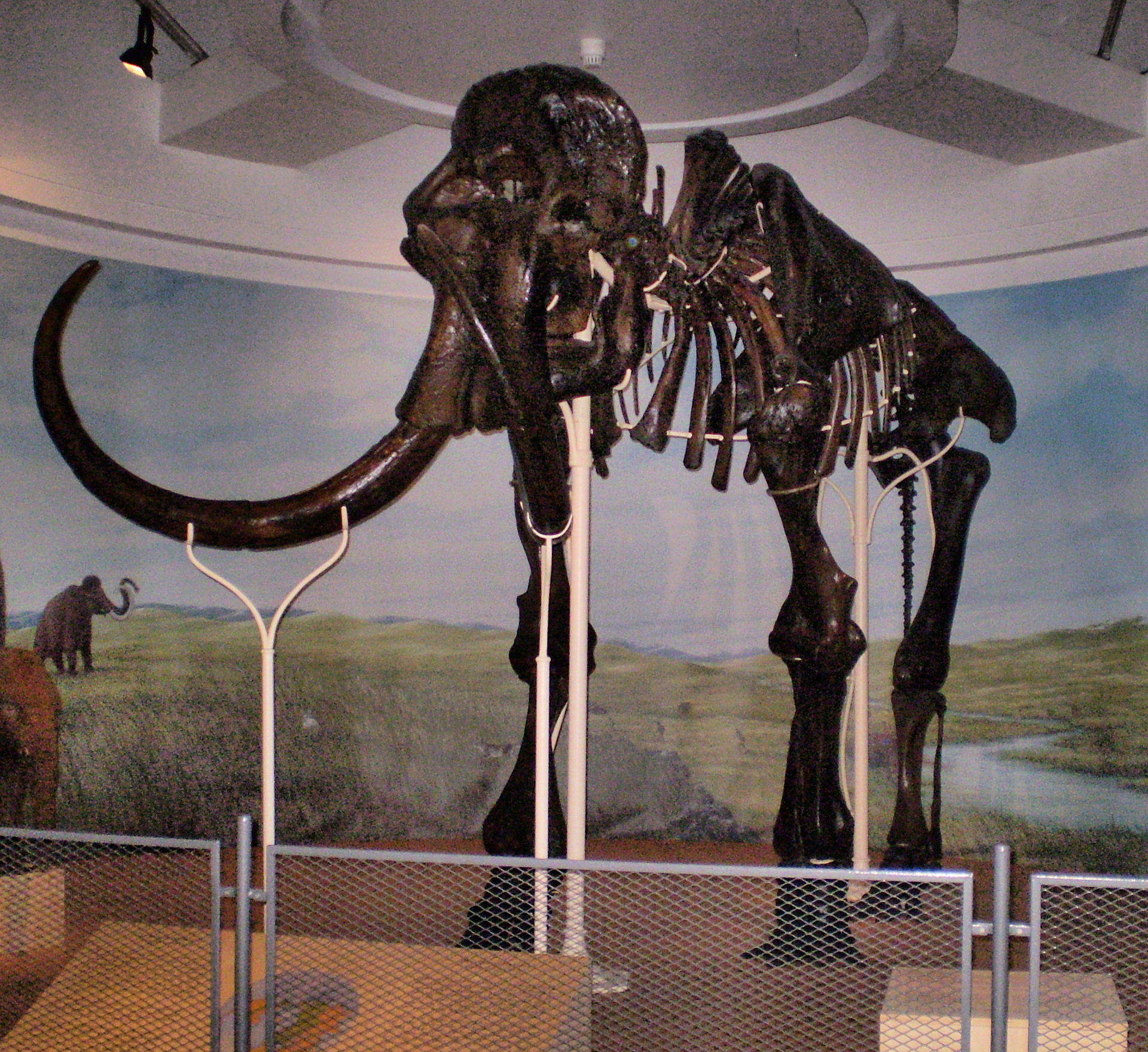 A photo of original bones of the Lier Mammoth
