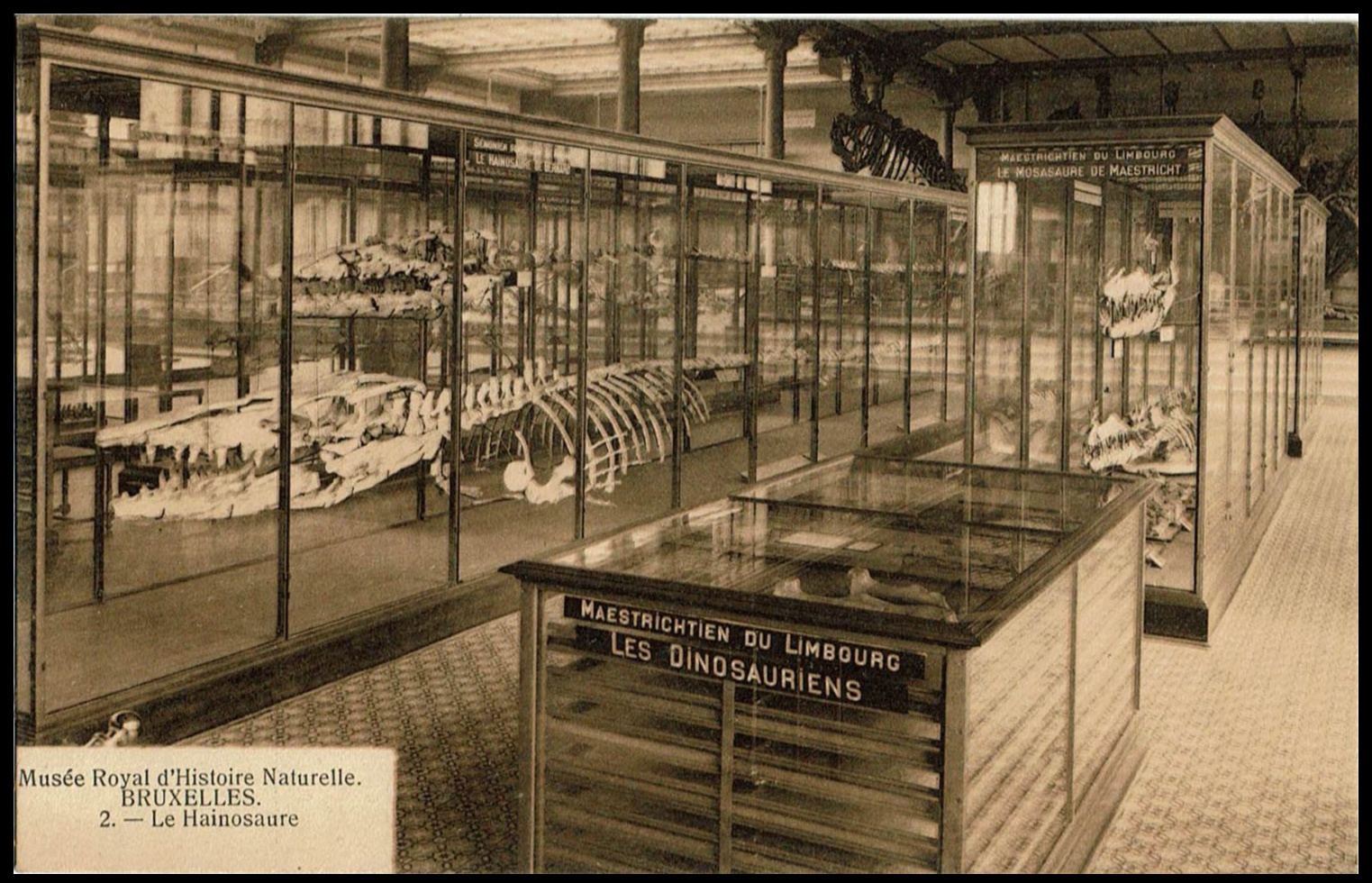 Fossils of Hainosaurus on vintage postcard