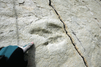 Scientist of Naturhistorisches Museum Basel claims up to study the footprints