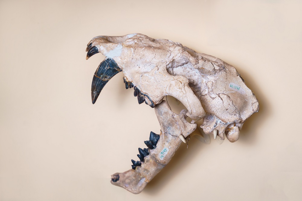 Machairodus skull discovered near the village Hadjidimovo in Bulgaria