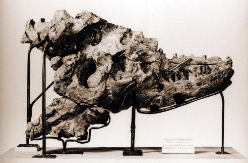 Albertosaurus sarcophagus skull discovered by Joseph Burr Tyrrell in 1884.