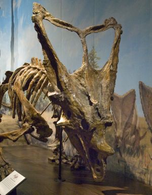fossil of Chasmosaurus belli