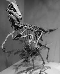Troodon's fossil