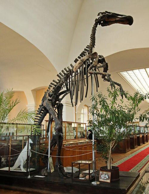Mandschurosaurus skeleton on display at the Central Geological and Prospecting Museum in St. Petersburg, Russia