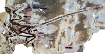 Fossil of Microraptor
