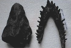 Vinialesaurus fossil
