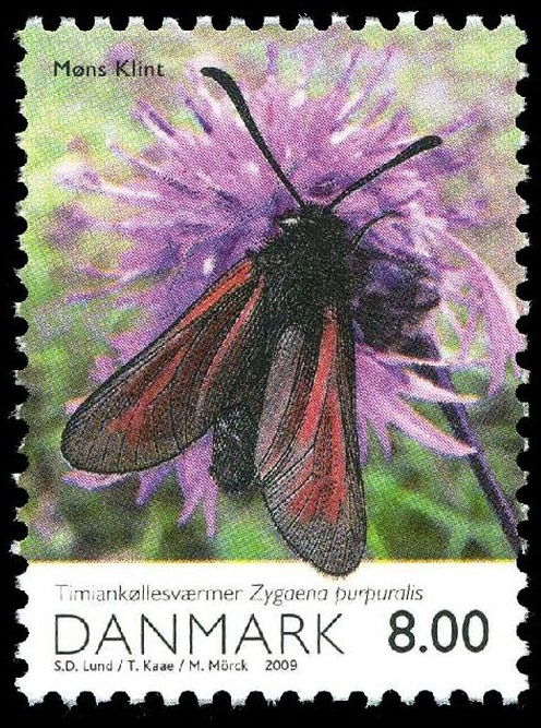 Thyme zygaenidae on stamp of Denmark 2009