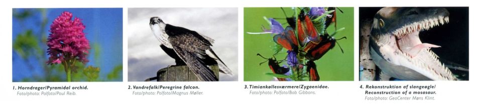 Four photos of Danish Nature