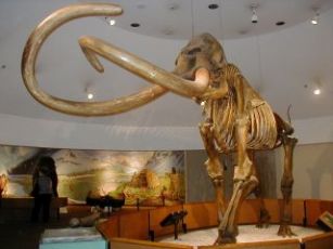 Columbian mammoth in the Page Museum at the La Brea Tar Pits, Los Angeles