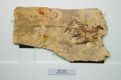 fossil of Microraptor gui in Hong Kong's museum of science