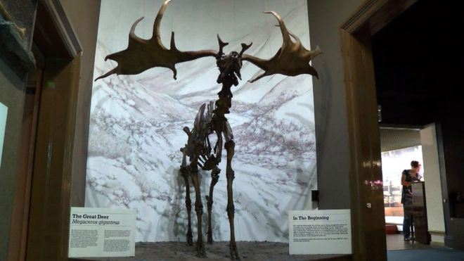 Great Deer in Manx Museum
