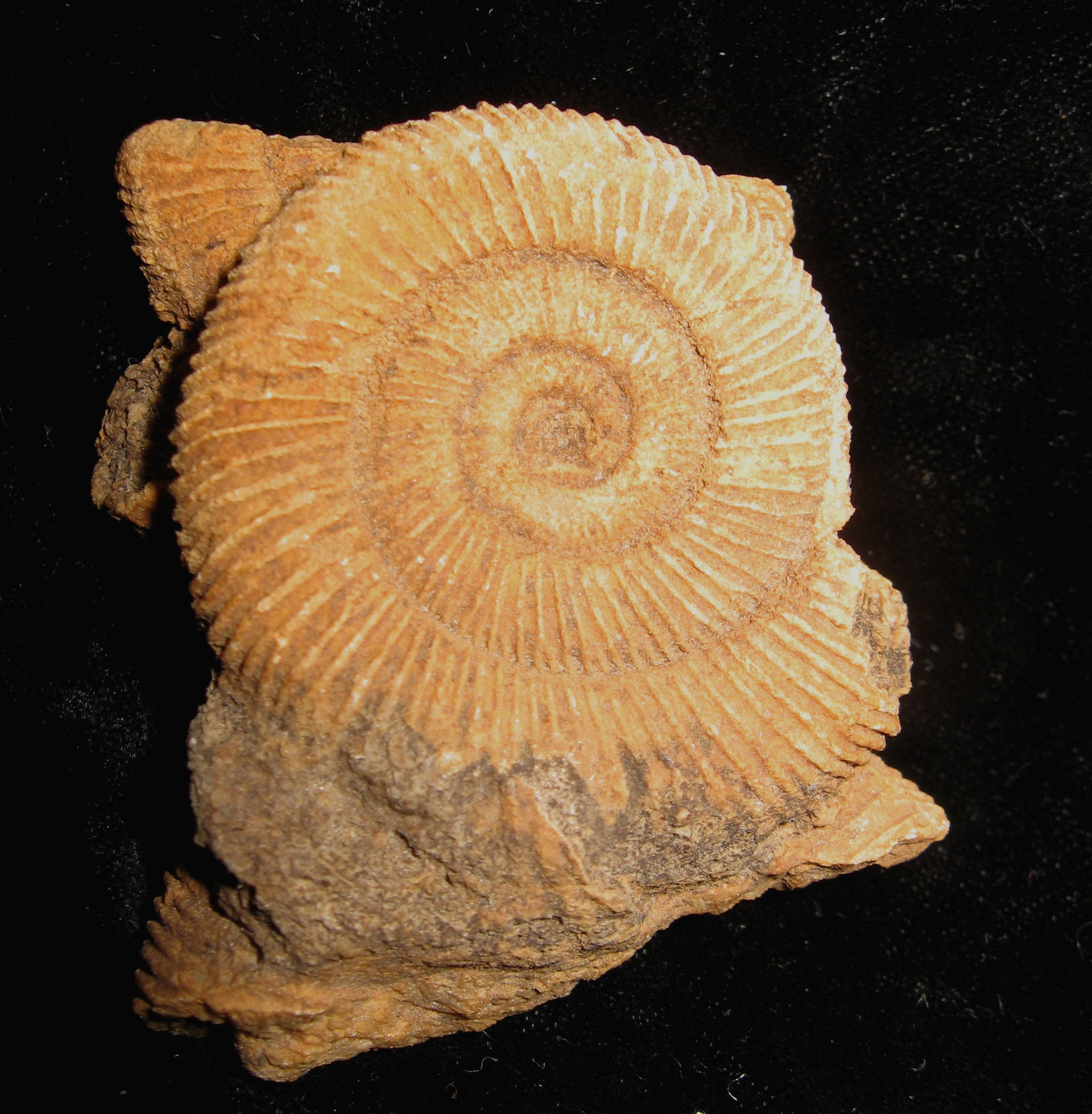 Ammonite on stamp of Isle of Man 2023