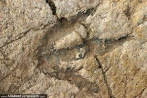 Dinosaur footprints discovered in Beit Zayit, Israel