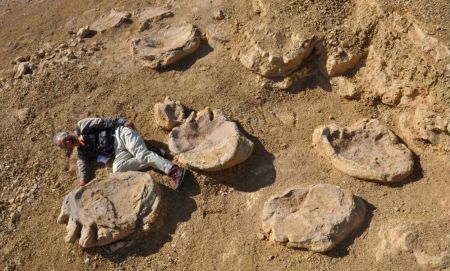 Titanosaurus footprint, discovered by Japanese and Mongolian paleontologist in Gobi desert in 2016