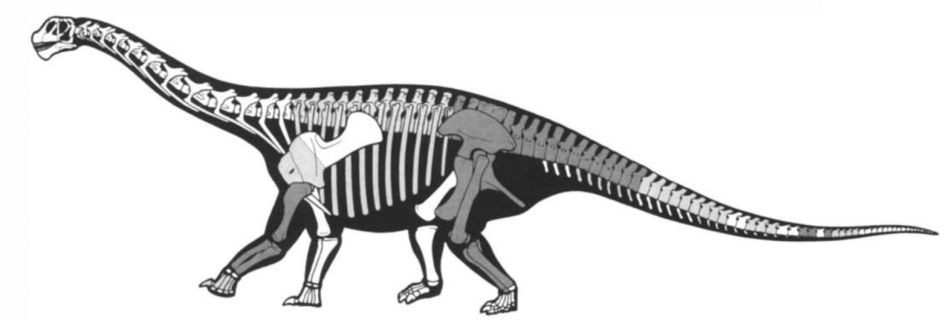 Reconstruction of the skeleton of Ferganasaurus