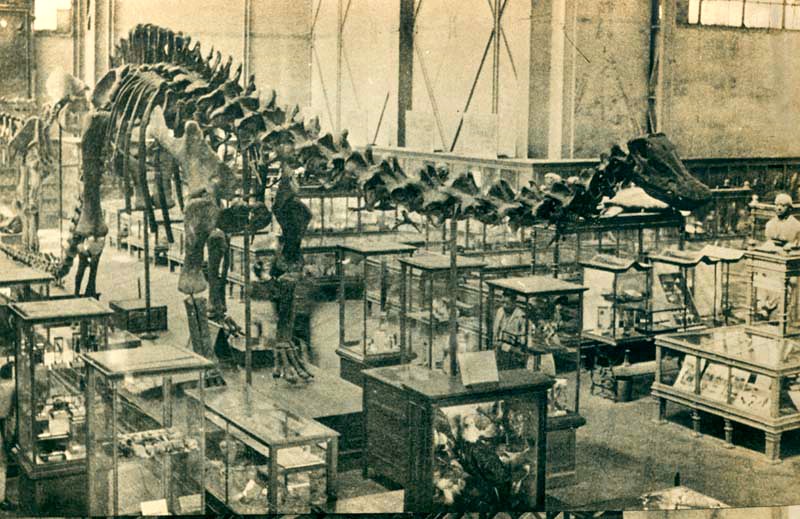Diplodocus carnegie at Museo Nacional de Historia Natural