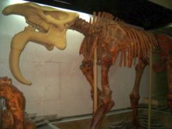 Deinotherium Giganteum at The National Museum of Ethnography and Natural History of Moldova